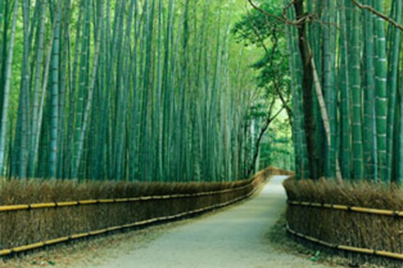 مسیر درختان بامبو، ژاپن