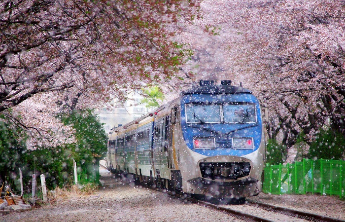 تونل شکوفه گیلاس، آلمان