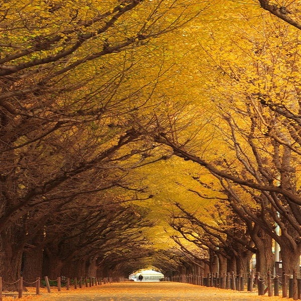 تونل درخت Ginkgo گینگو، ژاپن