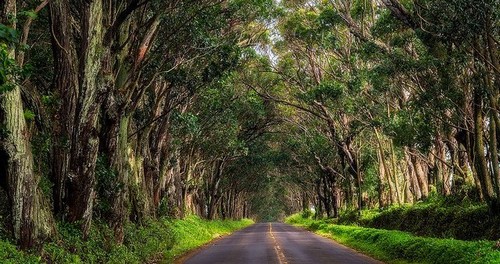 جاده درختان اوکالیپتوس
