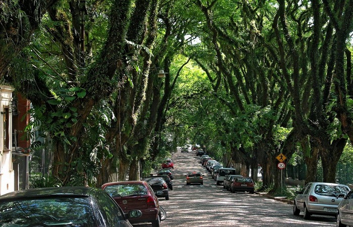 تونل درخت سبز برزیل