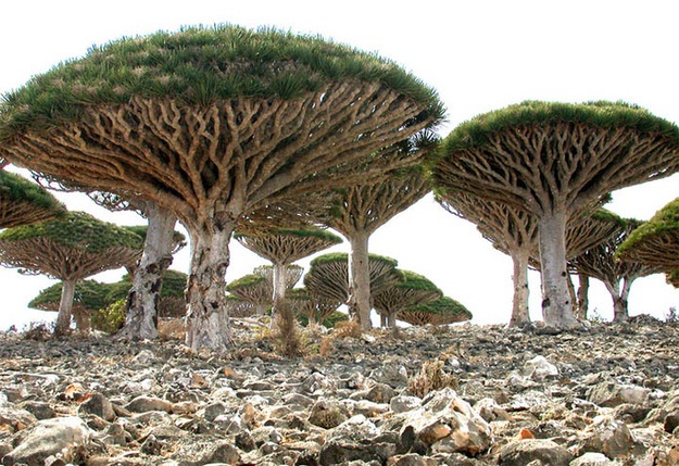 Socotra، یمن