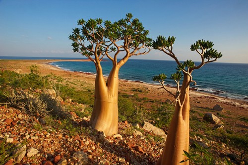 Socotra - یمن