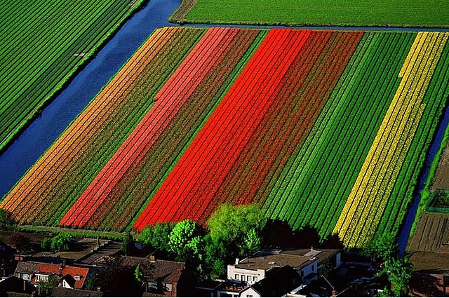زمین های گل های لاله - Lisse، هلند