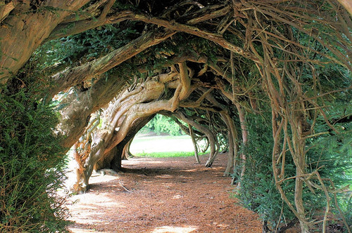 تونل درختی  Yew یو، انگلستان