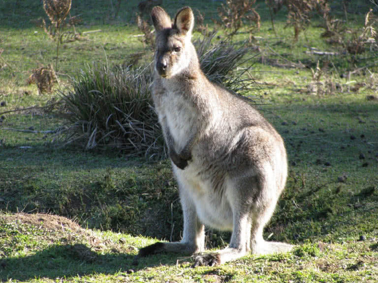 حیوانات استرالیا