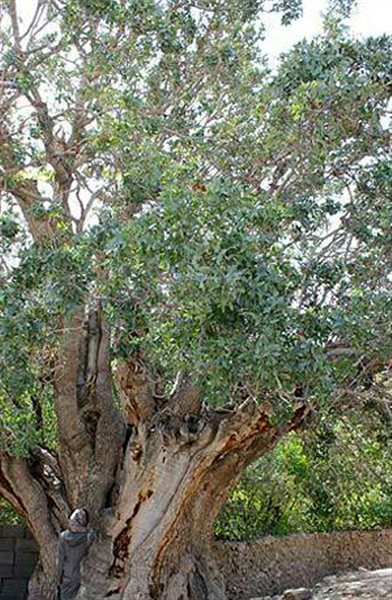 درخت-پسته-کهنسال-اودرج