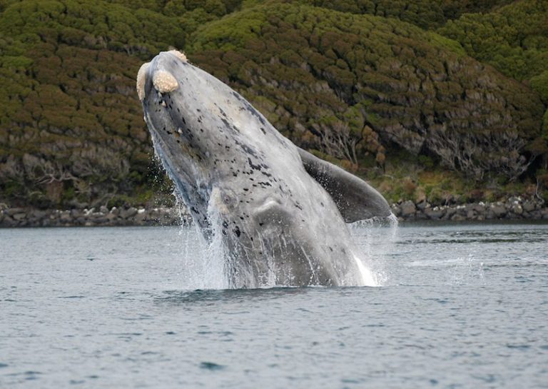 بزرگترین نهنگ ها Right_Whale