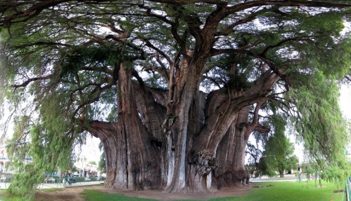 معروفترین و جالبترین درختان جهان