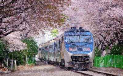 زیباترین تونل های گل در جهان