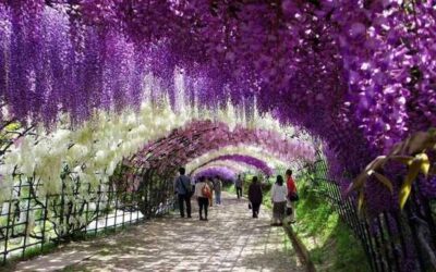 مسیرهای زیبای درختان و گلها در دنیا