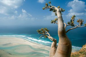 جزیره غیرعادی سكوترا در یمن