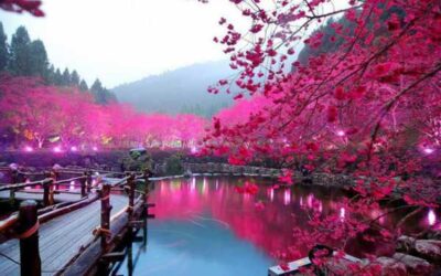 دریاچه شکوفه گیلاس، ژاپن