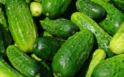 10 میوه پر آب دنیا