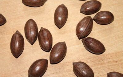 7 آجیل پرطرفدار برای افزایش سلامتی !