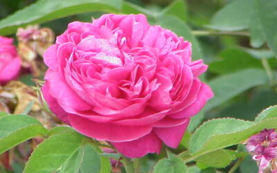 زیباترین گل های جهان