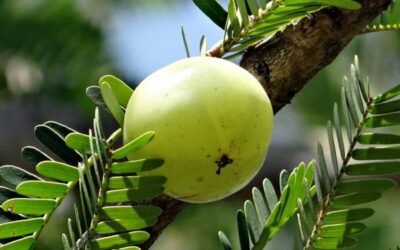 خوراکی های فوق العاده برای داشتن موهای سالم