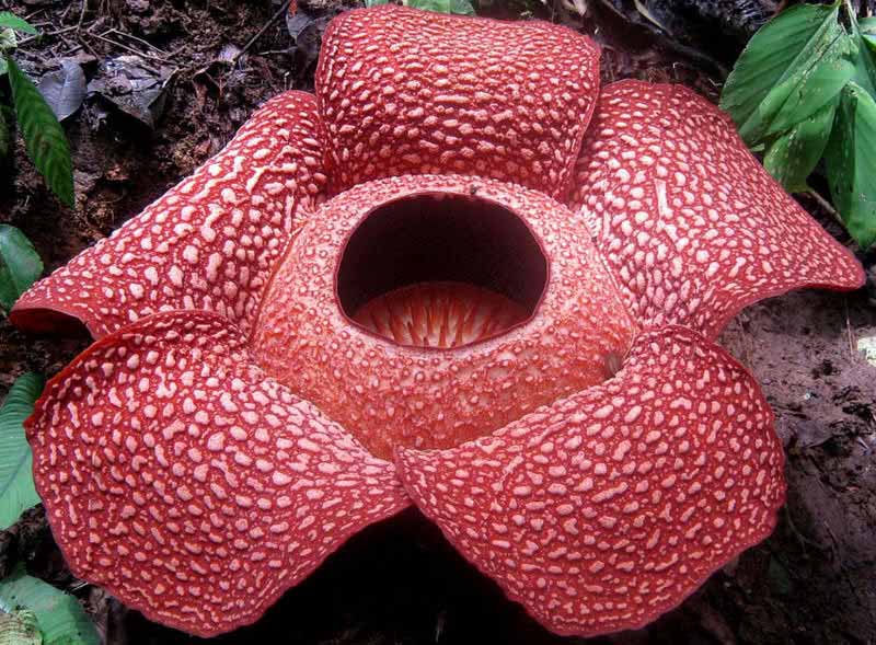 عجیب ترین گیاهان و گل های دنیا