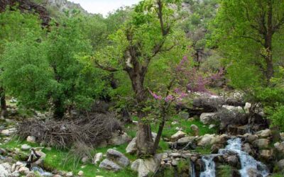 جاهای دیدنی دزفول