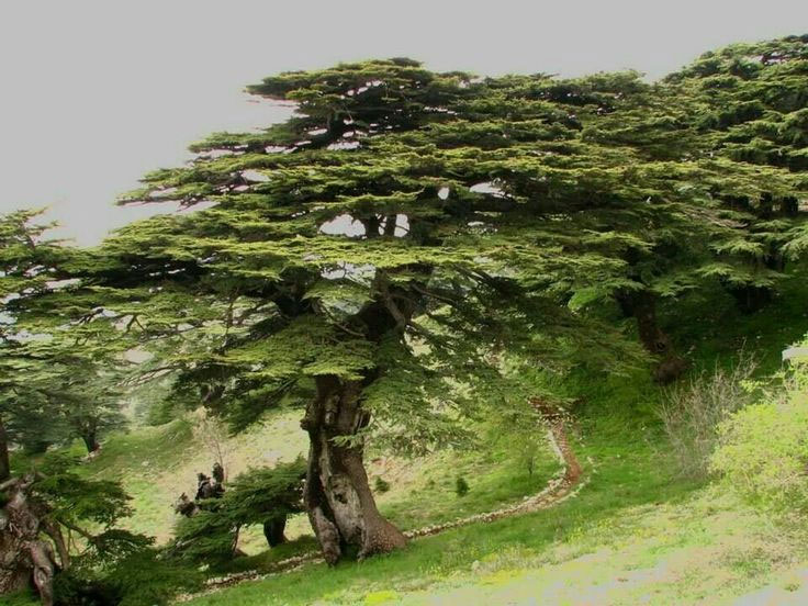 معروفترین و جالبترین درختان جهان