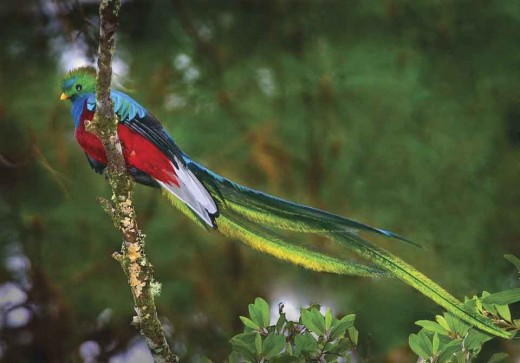 پرنده زیبا Quetzal