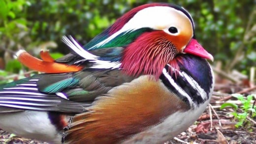 Mandarin duck پرندگان زیبا 