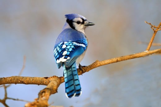  پرندگان زیبا Bluejay