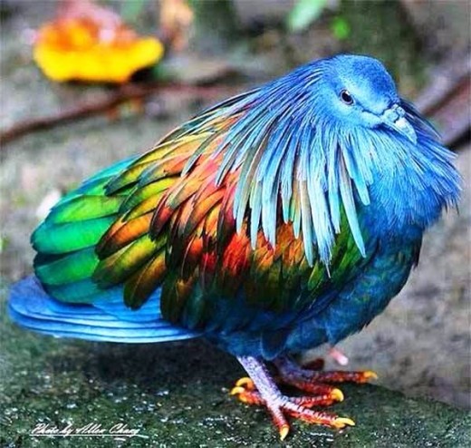  کبوتران زیبا Nicobar pigeon
