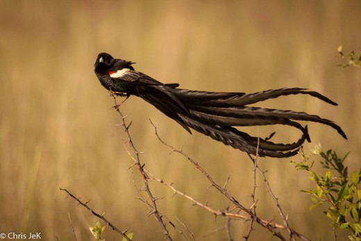 Long tailed widowbird پرندگان زیبا
