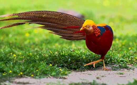  زیباترین پرندگان Golden Pheasant