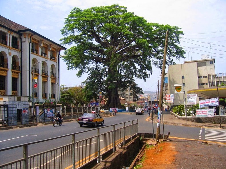 درخت نماد پایتخت کشور سیرالئون