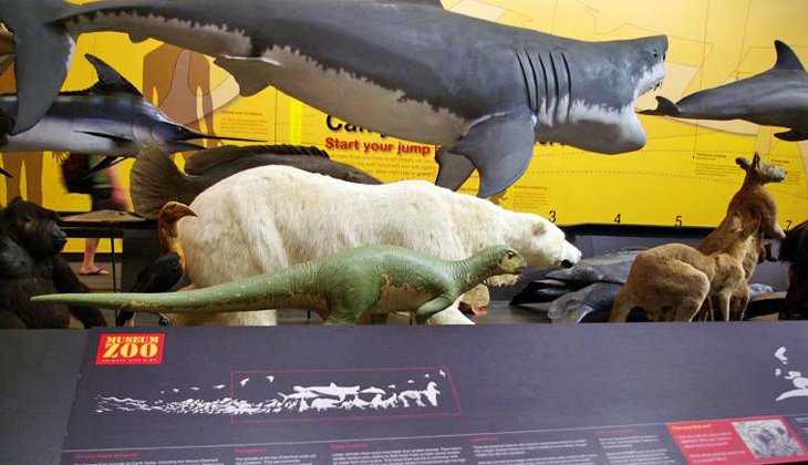 کشف اسکلت دایناسورها در موزه کوئینزلند