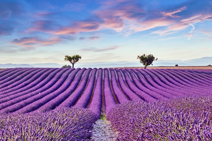 مزرعه اسطوخودوس در نزدیکی Valensole، Provence