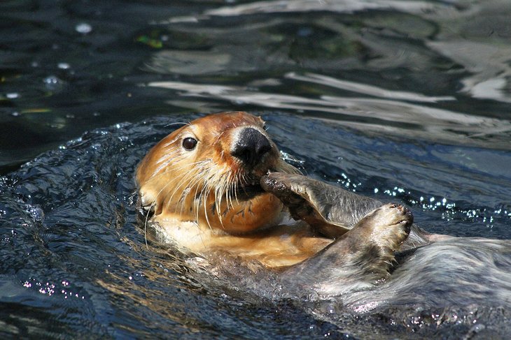 Vancouver Tourist Attractions