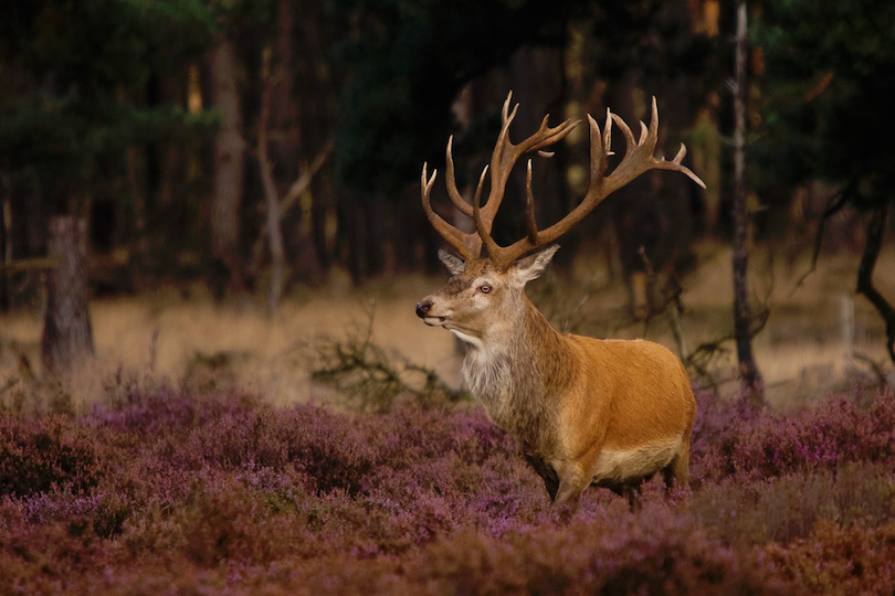 Netherlands tourist attractions