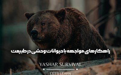 راهکارهای مواجهه با حیوانات وحشی در طبیعت + آشنایی با رفتار خرس و گرگ