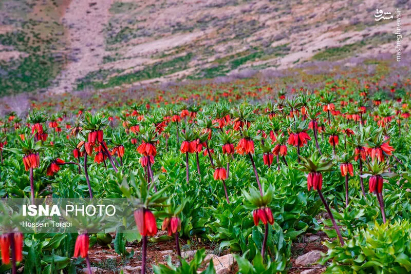 دشت شقایق های کوهرنگ