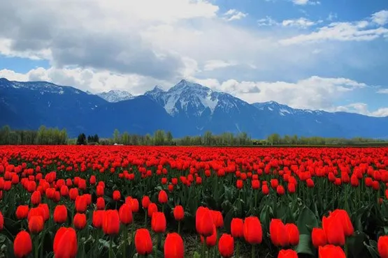 دشت لاله های واژگون چهارمحال و بختیاری