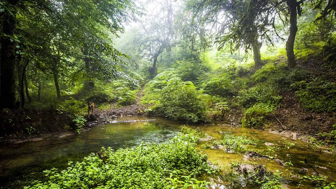 پارک ملی گلستان
