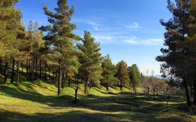 پارک جنگلی لویزان تهران