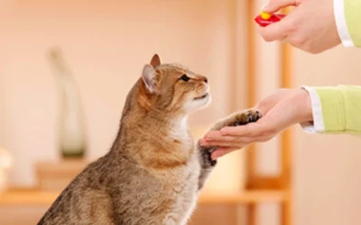 چگونه گربه را تقویت کنیم